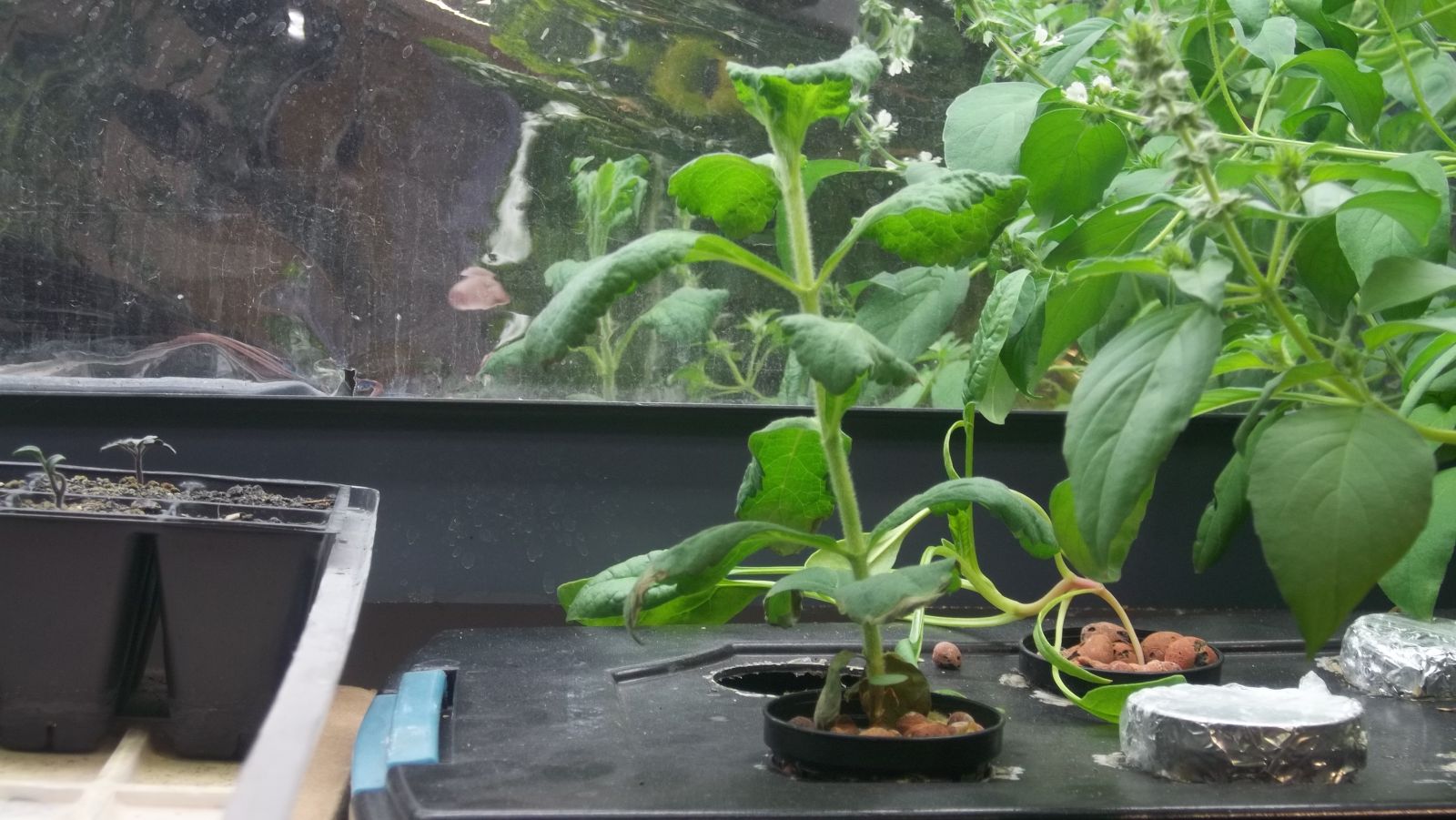 Hydroponic Radish